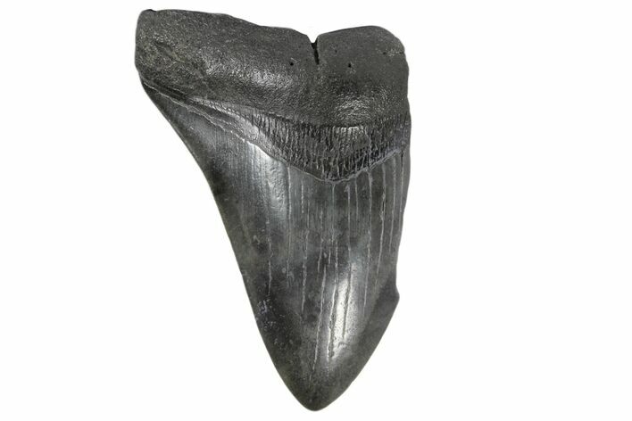 Partial, Fossil Megalodon Tooth - South Carolina #168927